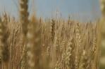 Rusia suspende acuerdo de exportación de cereales ucranianos tras ataque en Crimea Rusia suspende acuerdo de exportación de cereales ucranianos tras ataque en Crimea