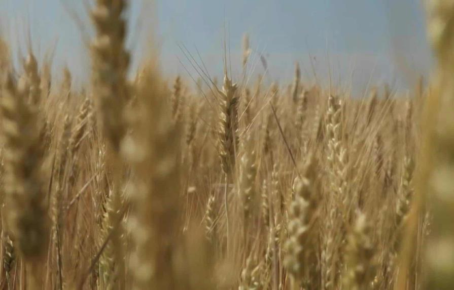 ONU: Salida de cereales ucranianos crucial para seguridad alimentaria mundial