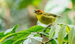 Buscan crear 100 &aacute;reas en Am&eacute;rica Latina para preservar 200 especies de aves