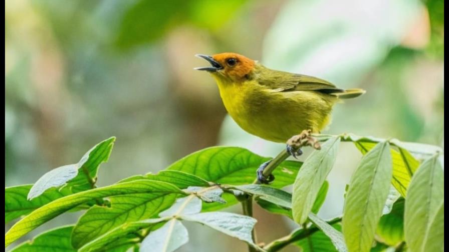 Buscan crear 100 áreas en América Latina para preservar 200 especies de aves Buscan crear 100 áreas en América Latina para preservar 200 especies de aves