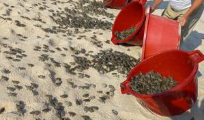 Liberan más de 6,000 crías de tortugas en Perú para repoblar la Amazonía