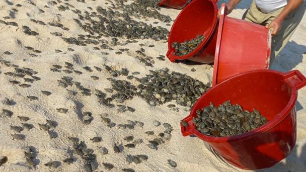 Liberan más de 6,000 crías de tortugas en Perú para repoblar la Amazonía