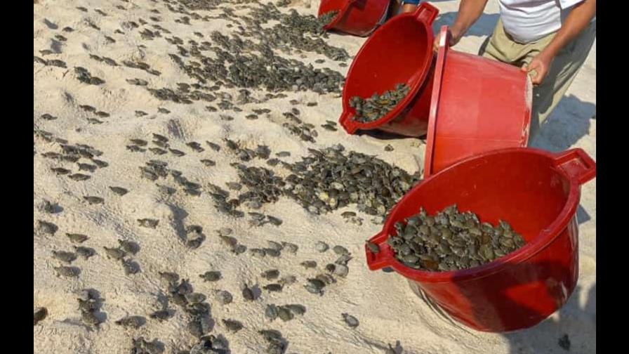 Liberan más de 6,000 crías de tortugas en Perú para repoblar la Amazonía