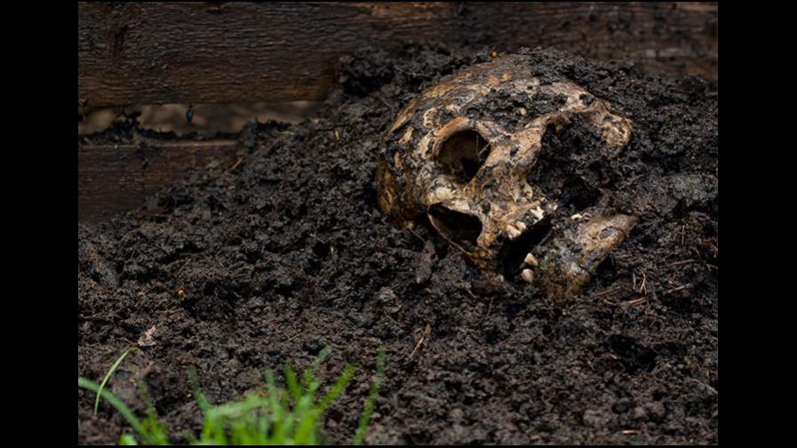 Localizan fosas con restos humanos en el centro de México
