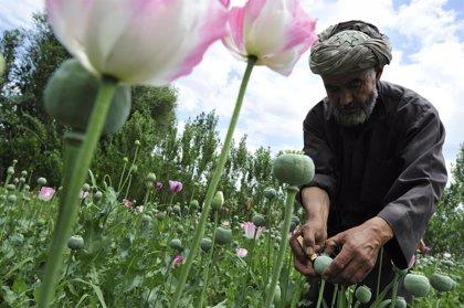 El cultivo de opio se dispara en Afganistán pese a la prohibición talibán