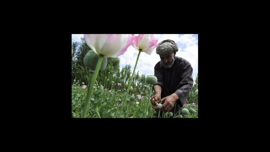 El cultivo de opio se dispara en Afganistán pese a la prohibición talibán El cultivo de opio se dispara en Afganistán pese a la prohibición talibán