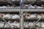 Ordenan sacrificar a unos 40,000 pollos en el oeste de Japón por gripe aviar