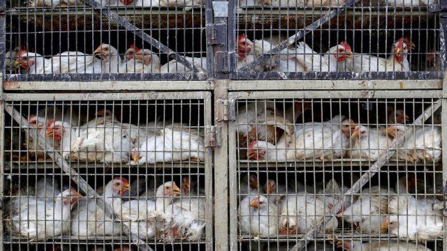 Chile detecta primer caso de gripe aviar en aves de corral y para exportación