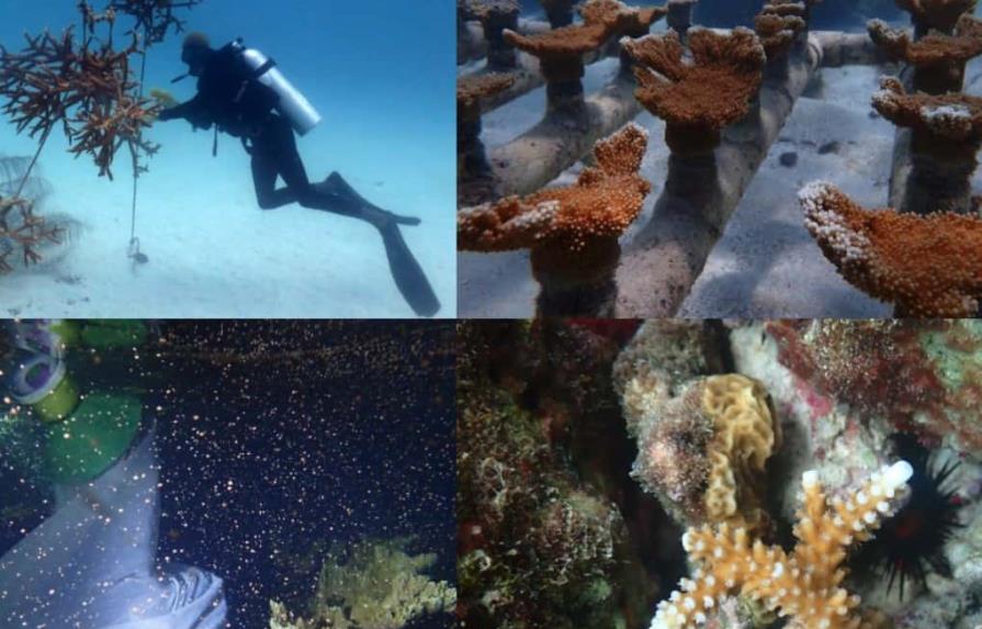 Presentan “Manual de Reproducción Asistida de Corales”