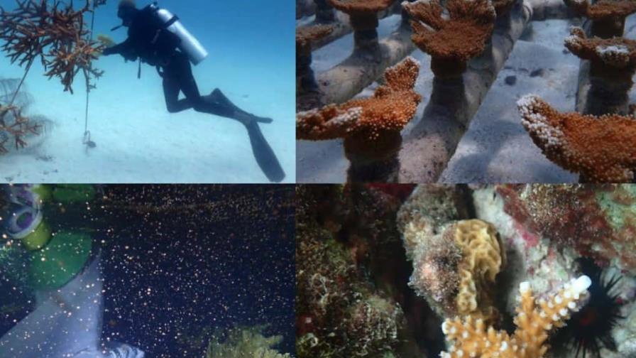 Presentan “Manual de Reproducción Asistida de Corales”