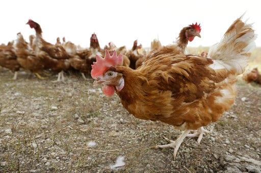Gripe aviar infecta una granja con un millón de aves en Iowa