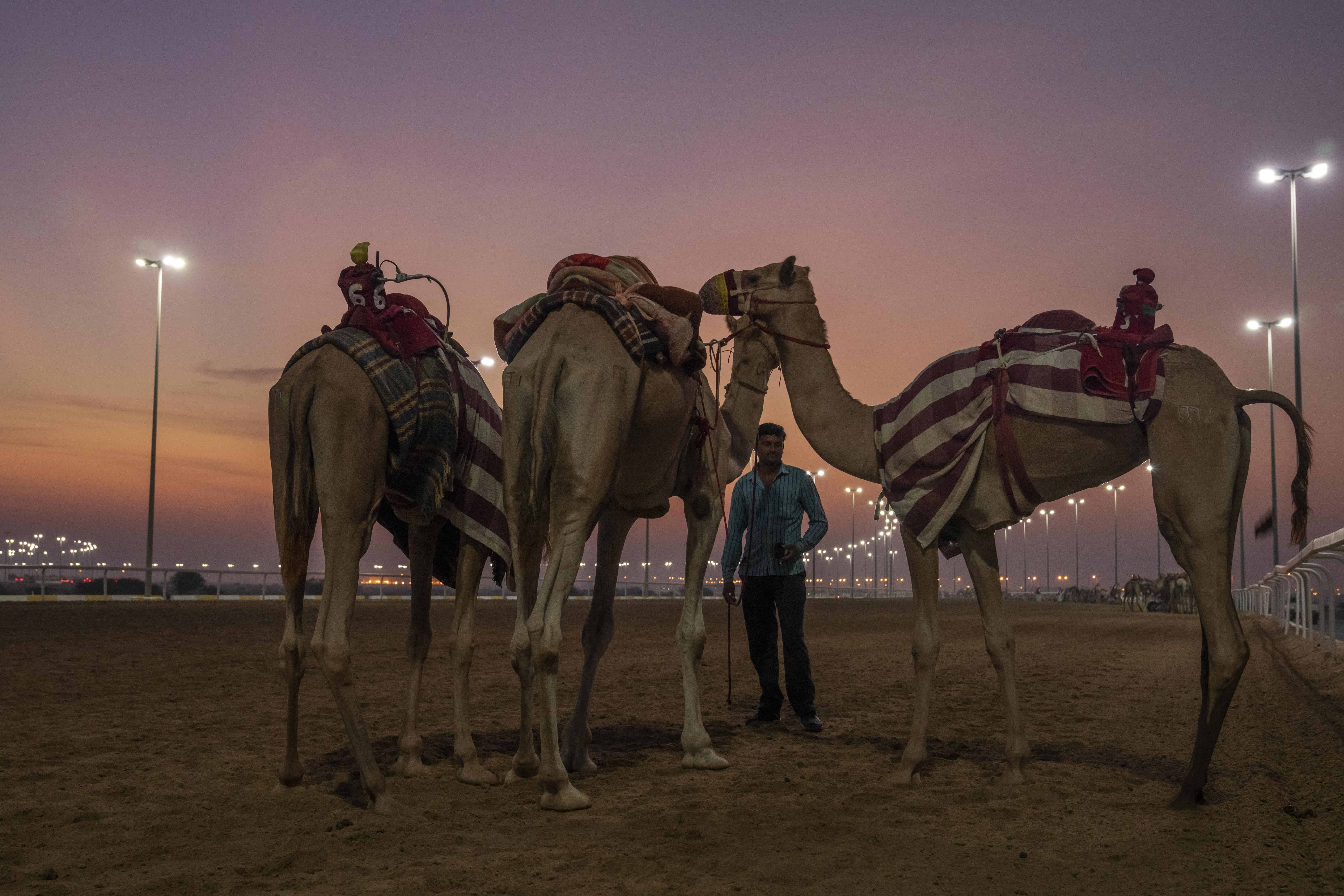 Los entrenadores preparan unos camellos previo al inicio de una carrera en Al Shahaniah, Qatar, el martes 18 de octubre de 2022. 