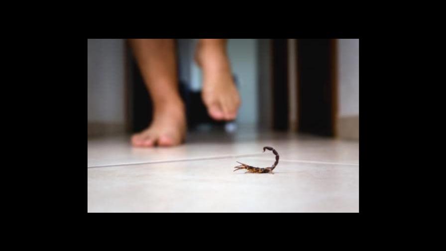 Niño muere tras sufrir siete infartos por una picadura de escorpión