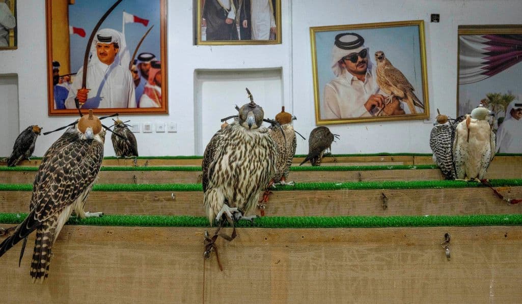 Falcones a la venta en una tienda del distrito Souq Waqif, en Doha, Qatar, el domingo 16 de octubre de 2022. <br>