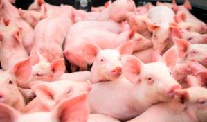 Productores trabajan para que la carne de cerdo fluya en Navidad