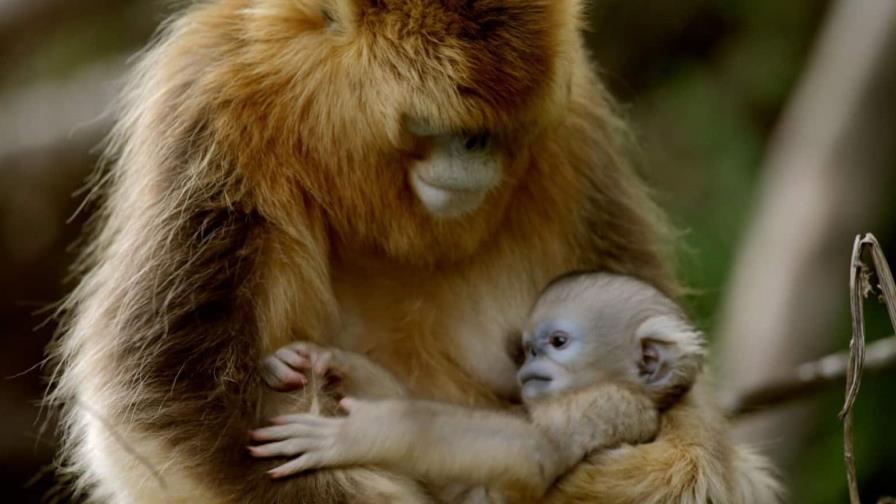 Controvertido estudio con monos reaviva el debate sobre las pruebas con animales