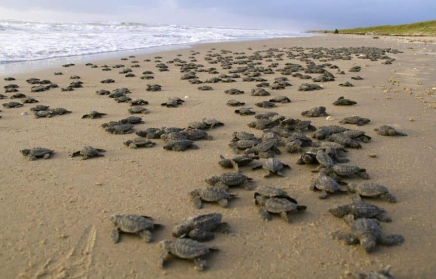 Liberan en el océano en Nicaragua 1,058 tortugas paslama, especie en peligro