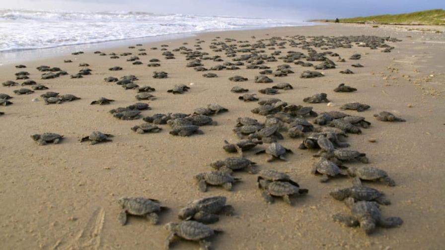 Liberan en el océano en Nicaragua 1,058 tortugas paslama, especie en peligro