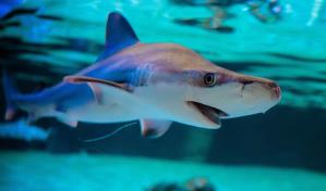 Ambientalistas piden al Gobierno de Costa Rica apoyar protección de tiburones