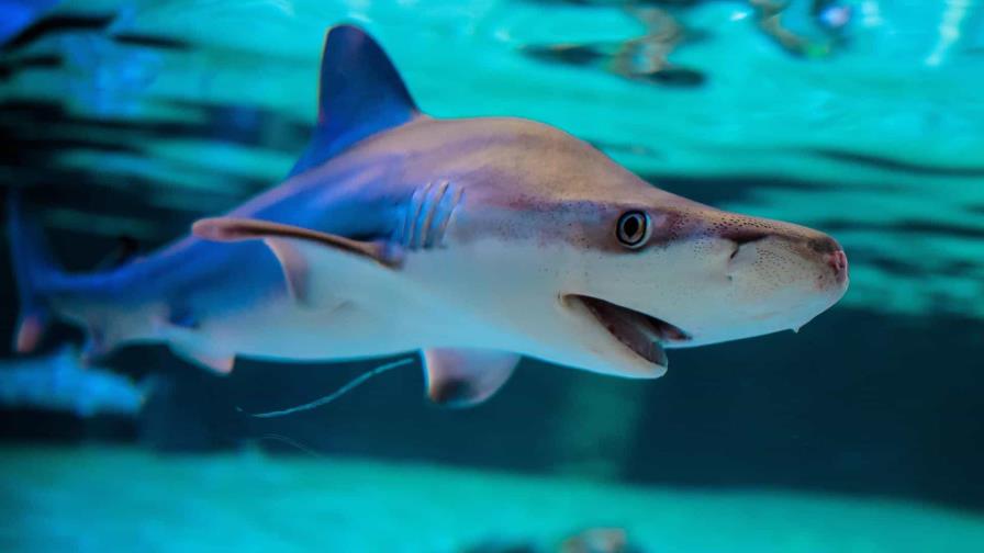 Ambientalistas piden al Gobierno de Costa Rica apoyar protección de tiburones