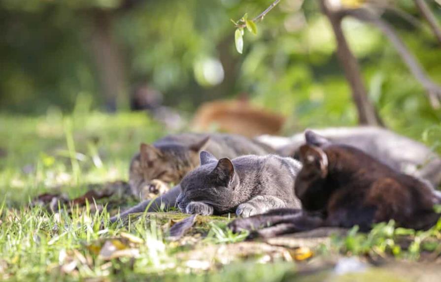 Se oponen a retiro de gatos coloniales en Puerto Rico