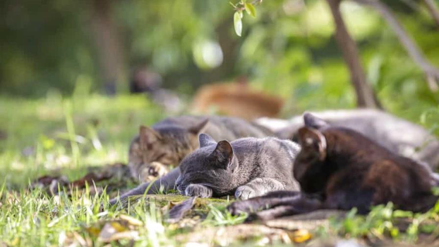 Se oponen a retiro de gatos coloniales en Puerto Rico