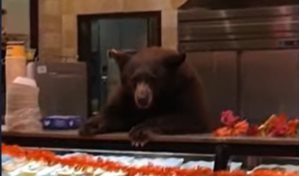 ¡Un oso en la cafetería!