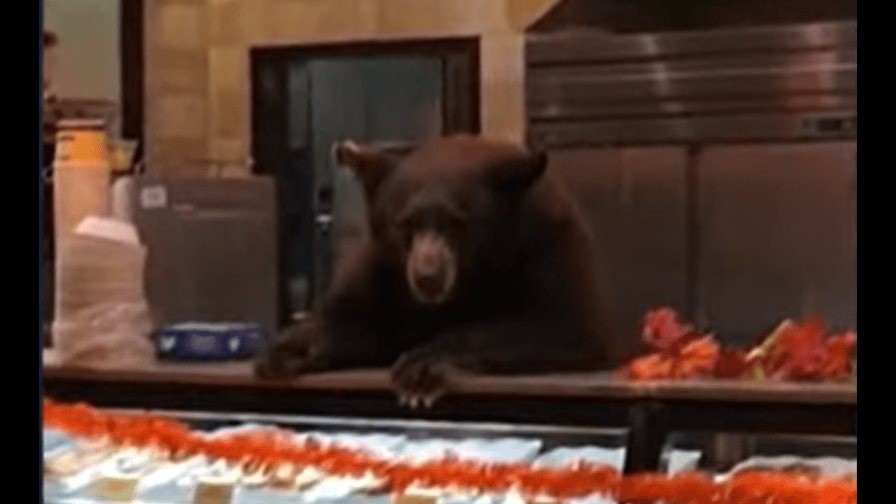 ¡Un oso en la cafetería!