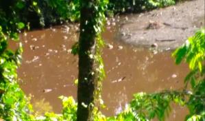 Un año de prisión suspendida y cierre de granja a empresario que contaminó río en Moca