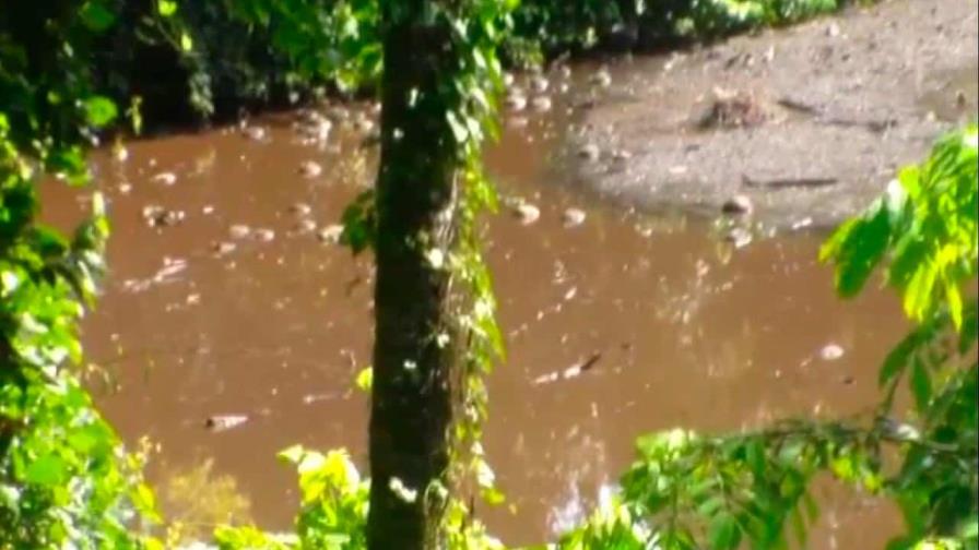 Un año de prisión suspendida y cierre de granja a empresario que contaminó río en Moca