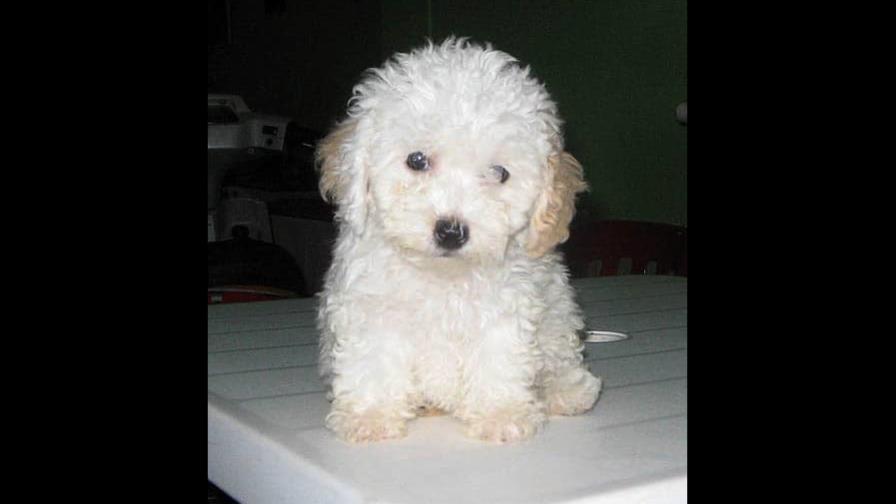 Vacunas del cachorro