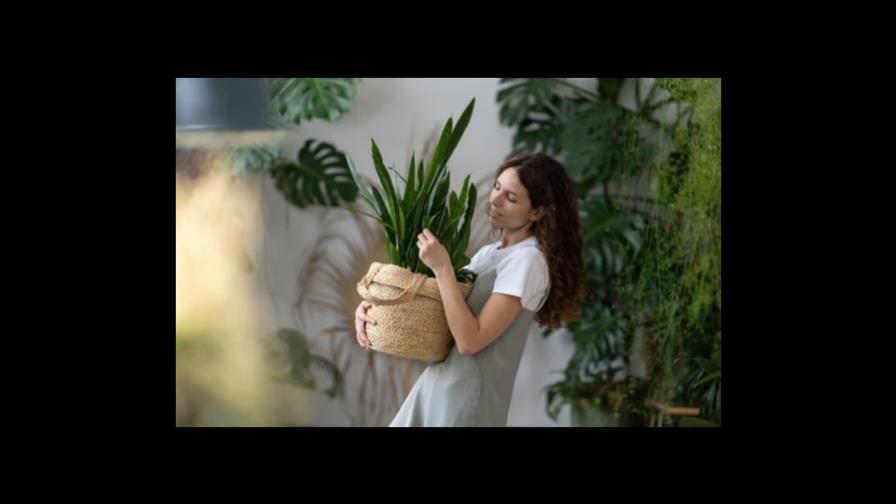 ¿Te gustan las matas? estas son las recomendaciones de la NASA para el interior de tu hogar ¿Te gustan las matas? estas son las recomendaciones de la NASA para el interior de tu hogar