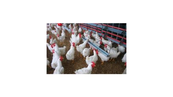 Carne de res, pollo y plátanos, entre productos con alza superior al 10%