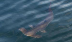 Los atunes se recuperan, pero los tiburones se encaminan a la extinción