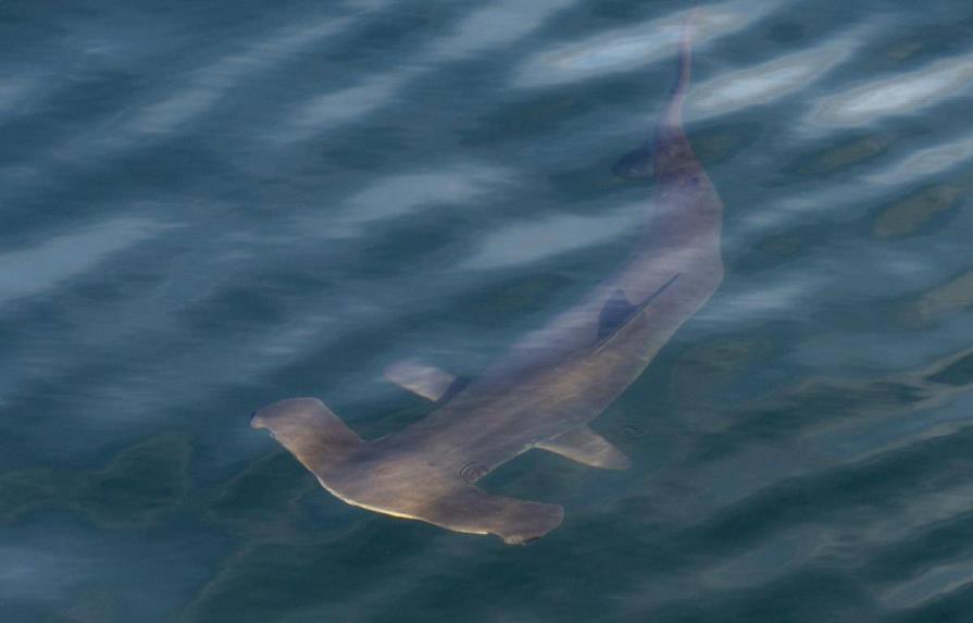 Los atunes se recuperan, pero los tiburones se encaminan a la extinción