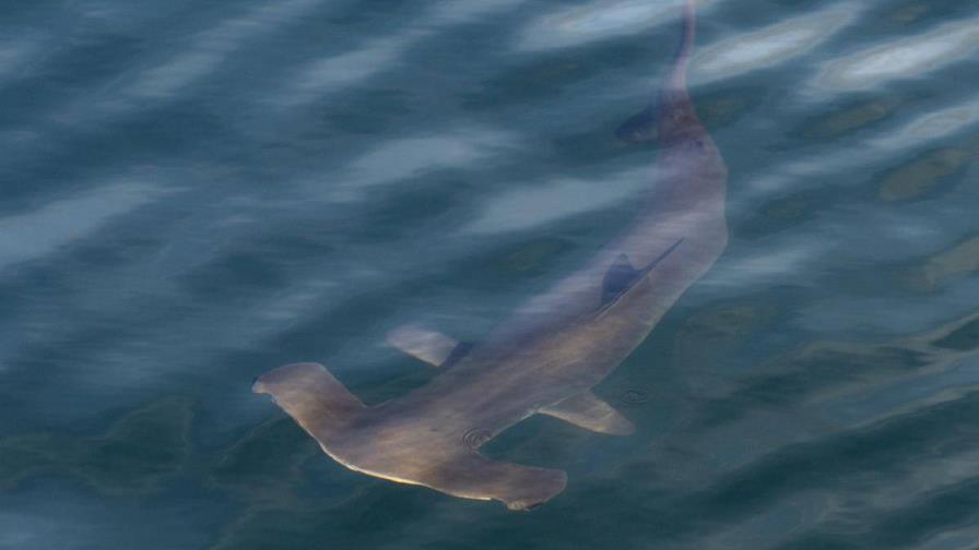 Los atunes se recuperan, pero los tiburones se encaminan a la extinción
