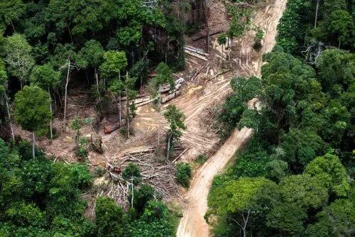 La deforestación en la cuenca del Congo aumentó un 5 % en 2021