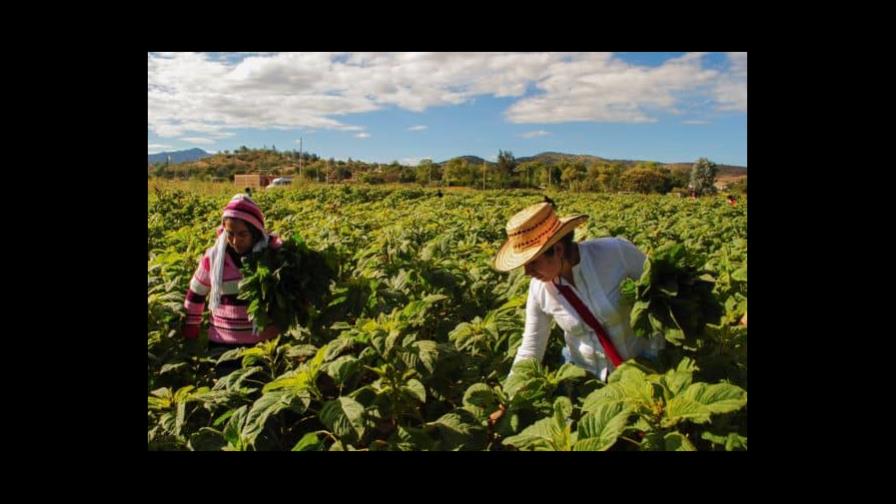 Emiratos Árabes Unidos se acerca a América por acción climática y agricultura