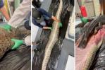 Encuentran un caimán de 1.5 metros dentro de una pitón en Florida