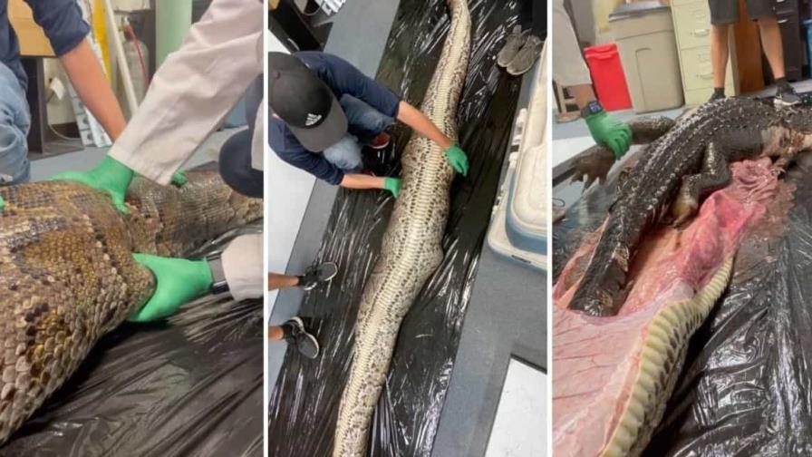 Encuentran un caimán de 1.5 metros dentro de una pitón en Florida