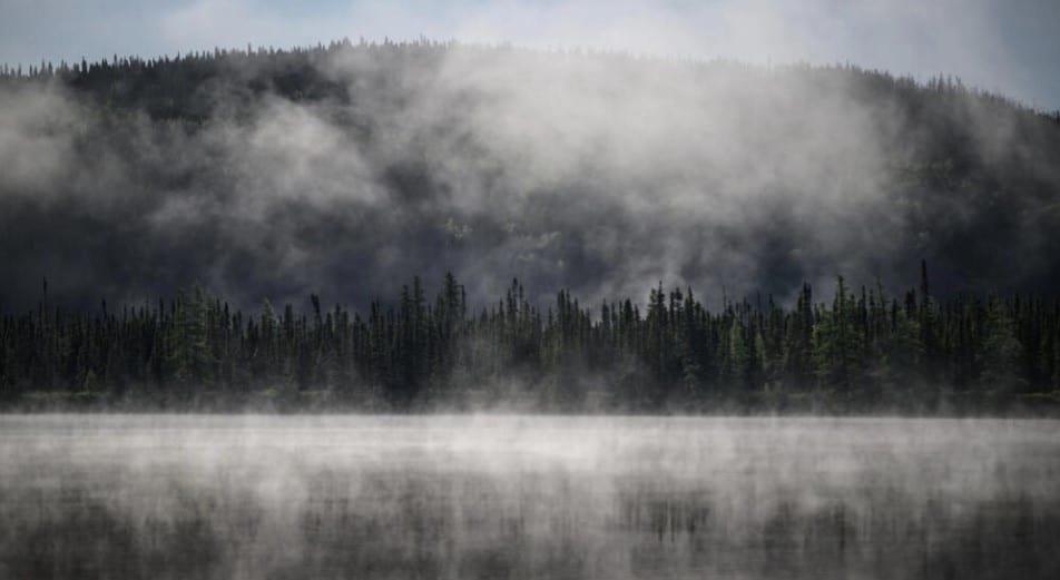 Vital para el planeta, el bosque boreal también está en peligro