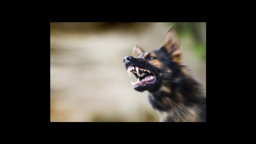 Momento en el que un perro salva a su pequeño amo del ataque de otro can