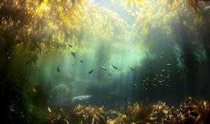 Ecosistemas terrestres y marinos absorben el 54 % del CO2 y están en peligro