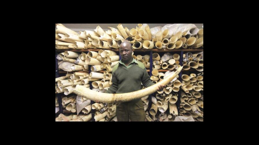 Inicia en Panamá cumbre de comercio de especies amenazadas