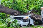Fallece hombre tras caerle árbol a su vehículo en la Zona Universitaria