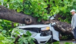 Fallece hombre tras caerle árbol a su vehículo en la Zona Universitaria