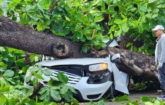 Fallece hombre tras caerle árbol a su vehículo en la Zona Universitaria