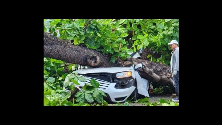 Fallece hombre tras caerle árbol a su vehículo en la Zona Universitaria