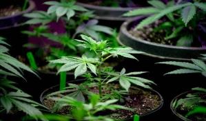 La marihuana puede da&ntilde;ar los pulmones m&aacute;s que el tabaco, seg&uacute;n estudio