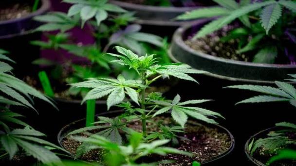 La marihuana puede dañar los pulmones más que el tabaco, según estudio